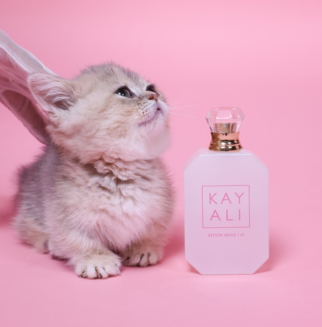 Kayali Kitten Musk 41 Kayali Kitten Musk 41